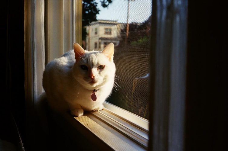 Local Cat Seems Unfazed by Trump Presidency