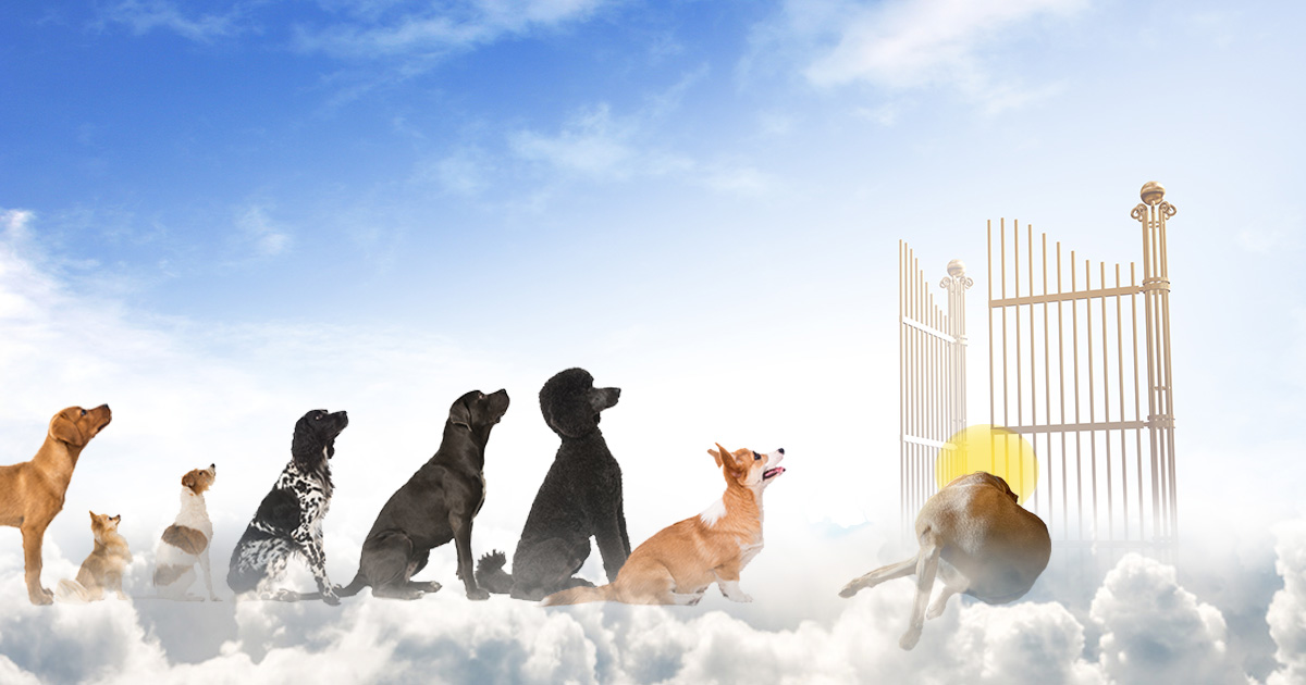 Line to Dog Heaven Backed Up Until Dog St. Peter Finishes Licking Own Balls