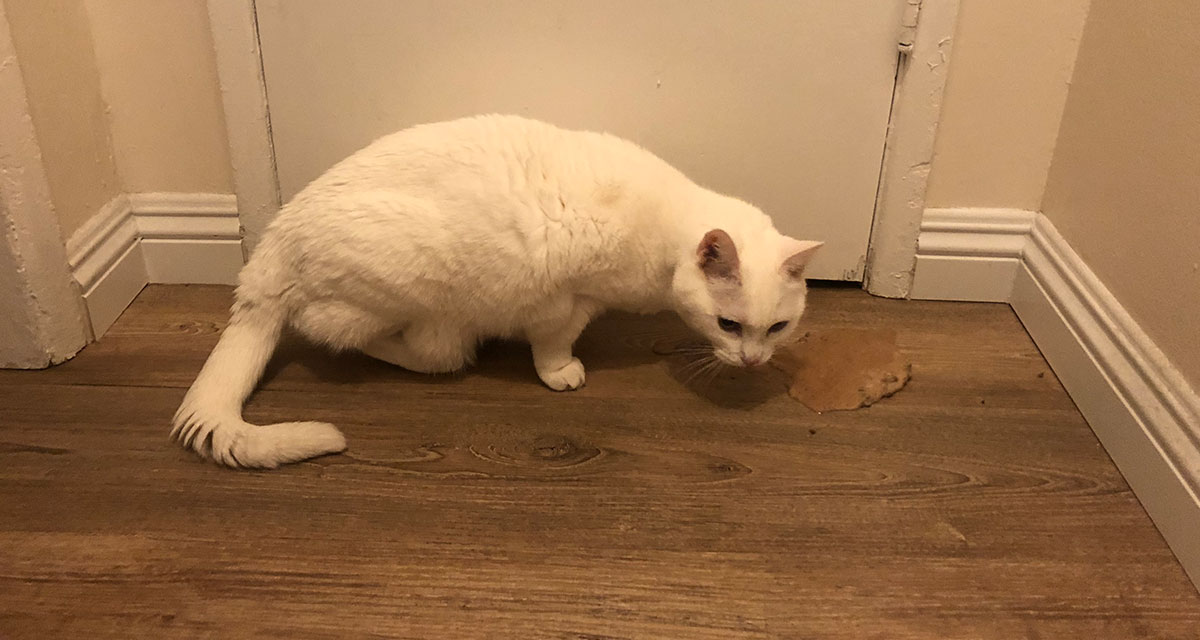 Cat Only Roommate Helping Clean Up Last Week's Vomit