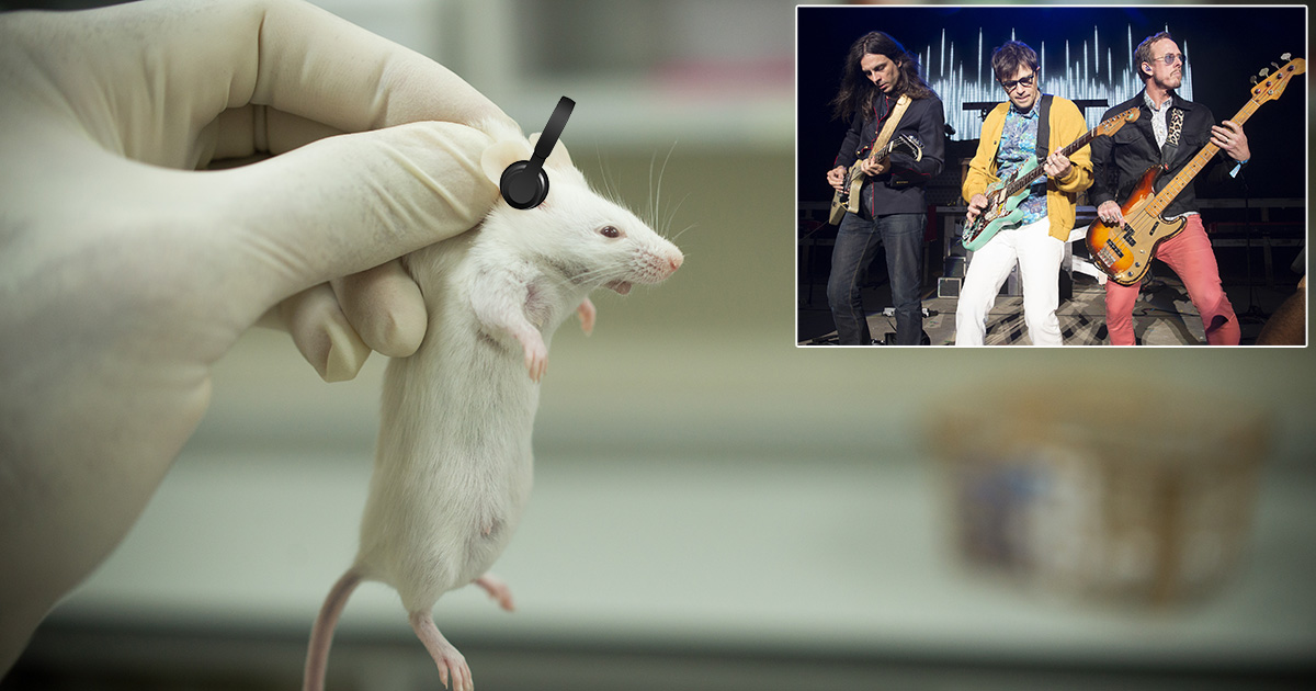 weezer, rats, music testing, lab test, human trials