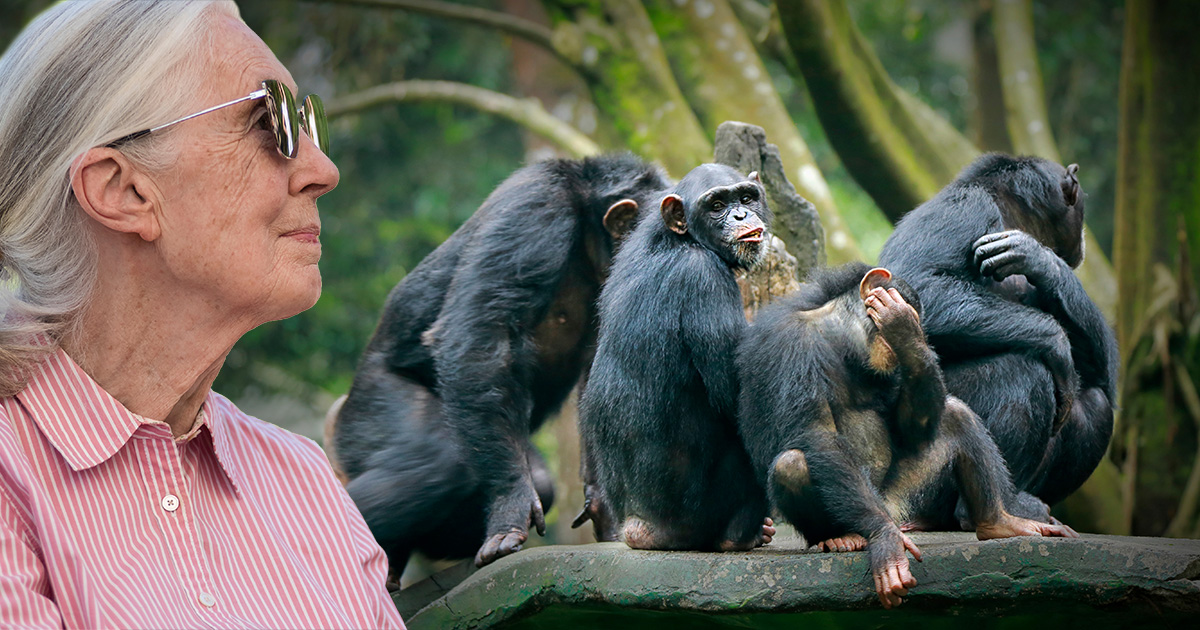 chimps, pink shirt, lady, old lady, monkeys, eat, delicious, glasses, gray hair, tree