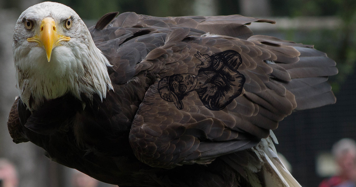 eagle, tattoo, wing, feather, bald eagle, white head, yellow beak, majestic, bird, prey, bird of prey