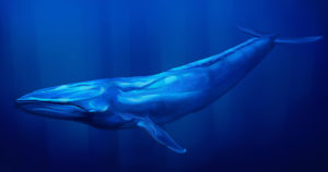 blue whale penis