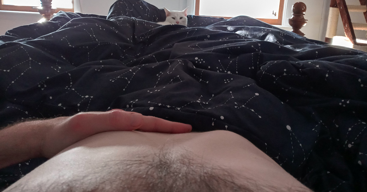 cat, belly, masturbation