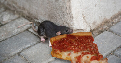 pizza rat, new york, chicago