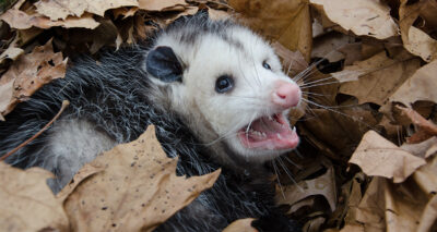 oppossum, sexiest man alive, the hard times