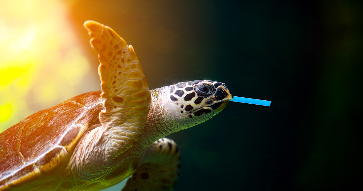 Report: Most Turtles Get Straws Stuck Up Nose While Attempting to
