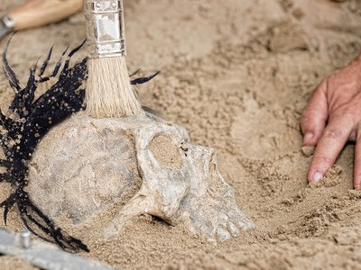 fossil, discovery, punk is dead