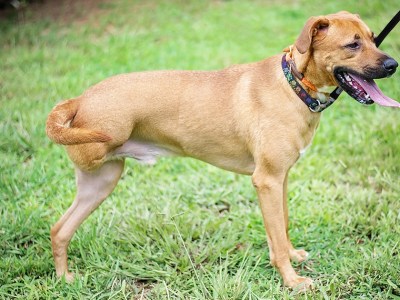 rescue, dog, three legged, adopted