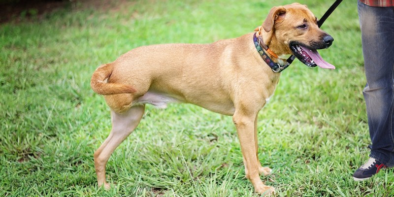 rescue, dog, three legged, adopted