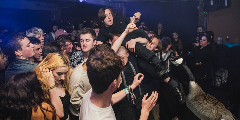 canadian, goose, mosh pit