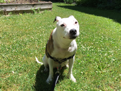 vegan, dog, unaware, pit bull