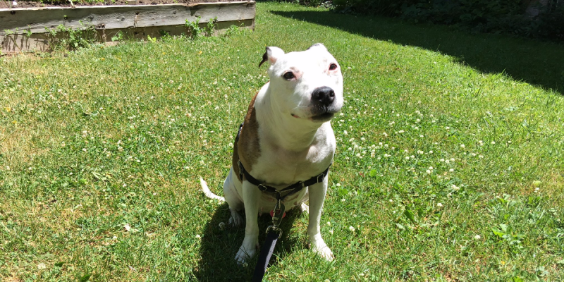 vegan, dog, unaware, pit bull