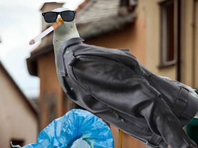 cool, seagulls, leather, jacket