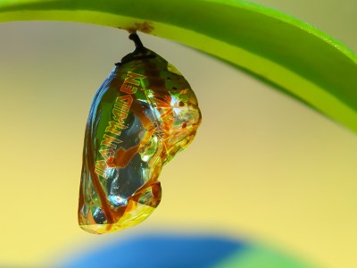 iron maiden, shirt, pupa