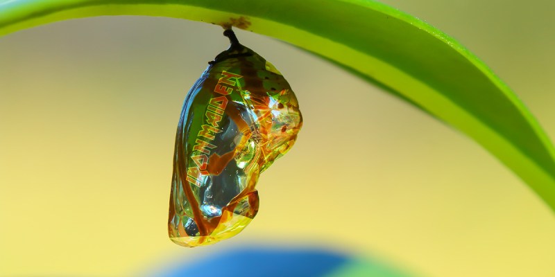 iron maiden, shirt, pupa