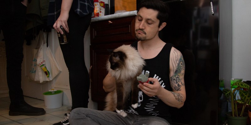 straight edge, party, cat