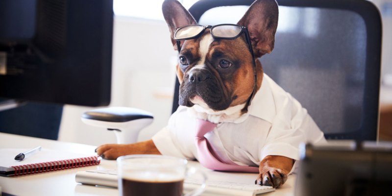 dog, mayor, fireworks, ban