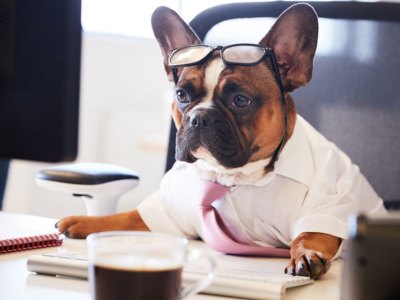 dog, mayor, fireworks, ban