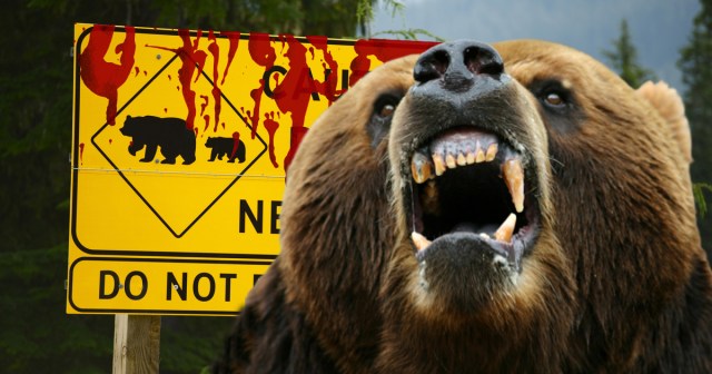 Five Things We Learned Trying to Interview a Live Bear