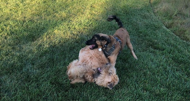 Police Discover Gruesome Underground Doggo Fighting Ring