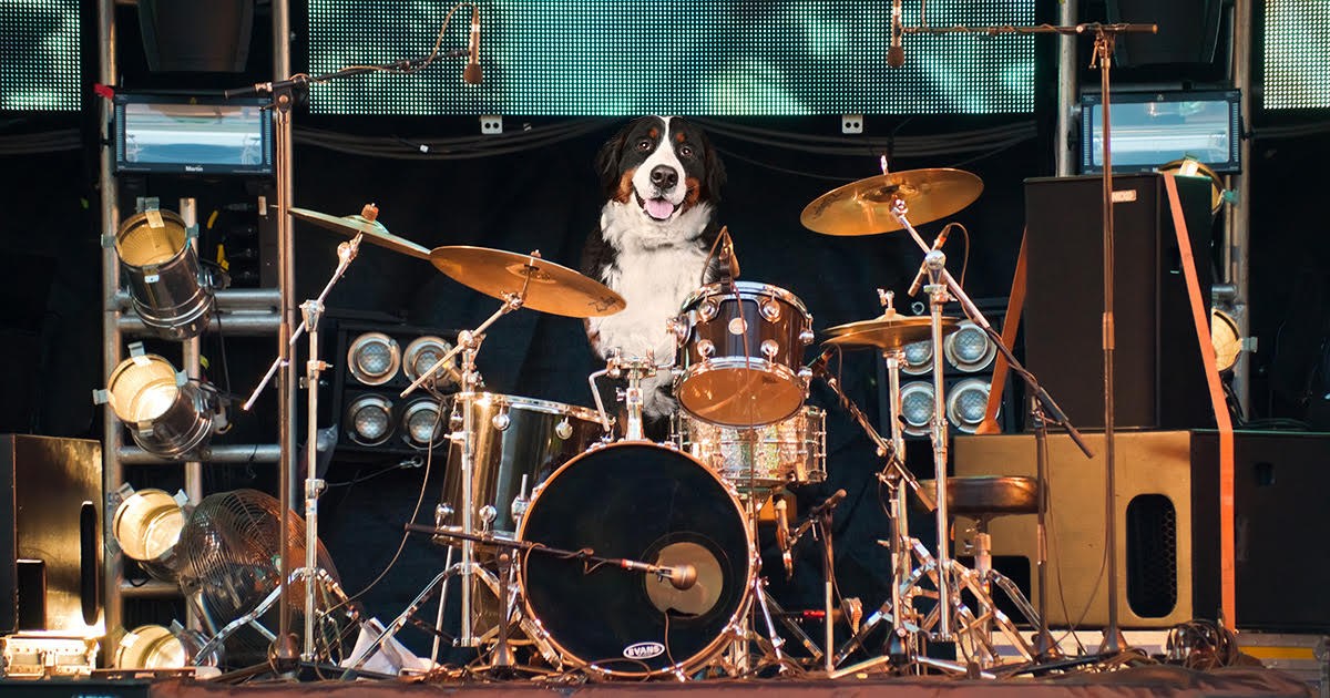 “I’ll Allow It,” Says Battle of the Bands Judge of Dog Drummer