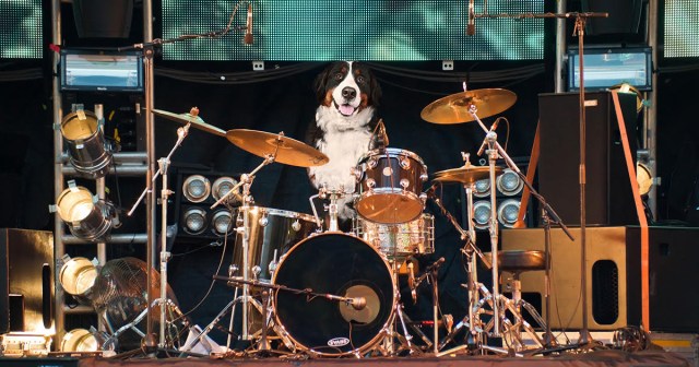 “I’ll Allow It,” Says Battle of the Bands Judge of Dog Drummer
