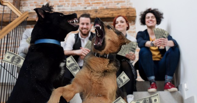 Cool Office Allows Dog Fighting