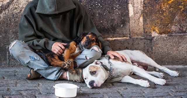 Leftöver Crack Song Playing Over ASPCA Commercial for Crust Punk Dogs