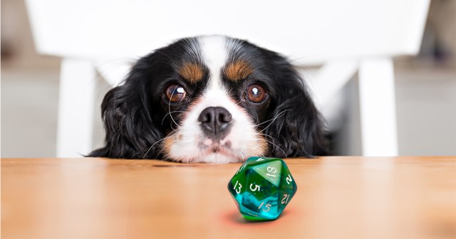 Players Argue There is No Rule in the Dungeon Master’s Guide That Says a Dog Can’t Play D&D