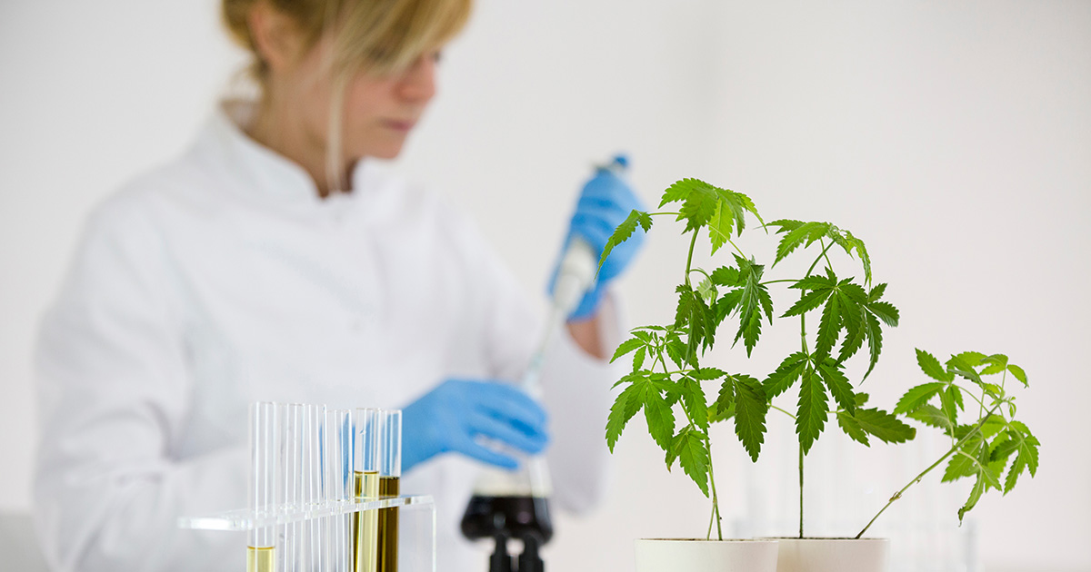 marijuana, study, research
