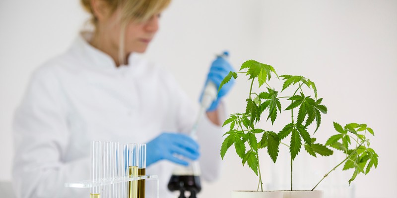 marijuana, study, research