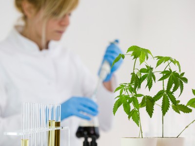 marijuana, study, research