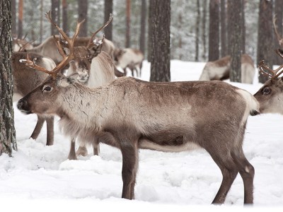 reindeer, arctic, santa, north pole