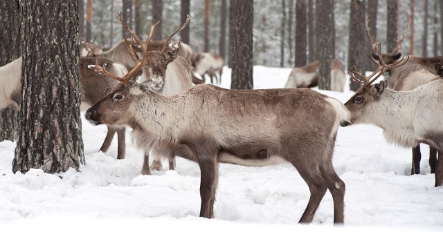 Animal Rescue Workers Save Eight Reindeer from Deranged Arctic Hoarder