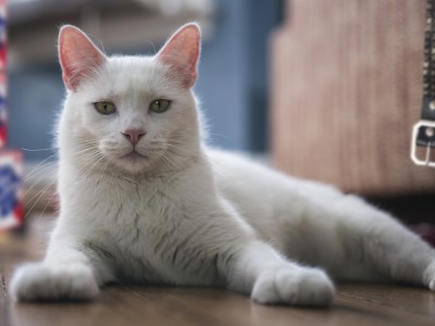 punk house, cat, pet