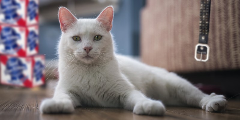 punk house, cat, pet