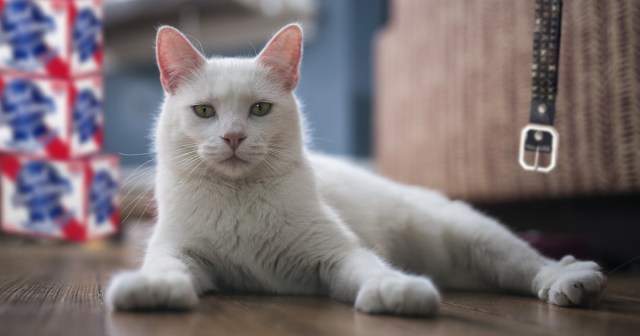 Report: No One in Punk House Can Remember When They Got Cat