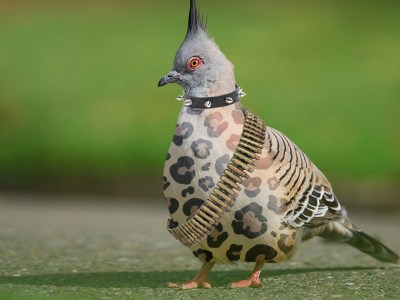 pigeon, crust punk, crust, punk