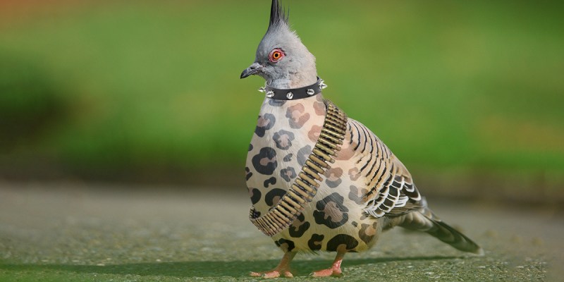 pigeon, crust punk, crust, punk