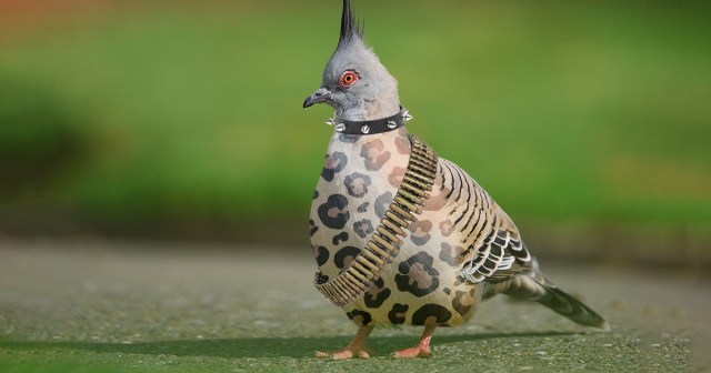 Local Crust Punk Scene Veteran Just a Pigeon