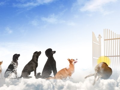 dog, dogs, heaven, dog heaven, St. Peter, god, line, wait