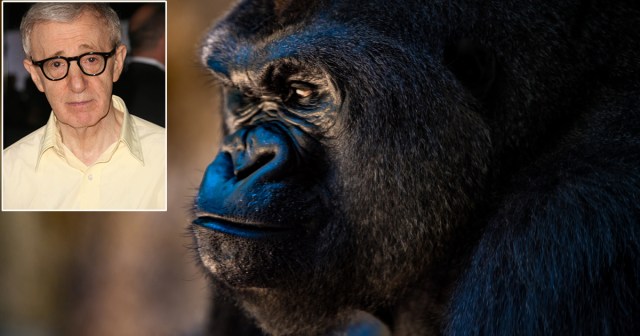 We Spoke to a Gorilla via Sign Language and Turns out He Has Some Upsetting Views on Woody Allen