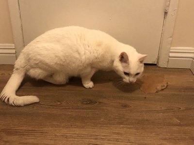 cat, vomit, roommate, clean, eat, gross