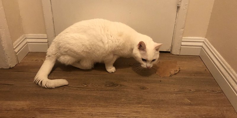 cat, vomit, roommate, clean, eat, gross