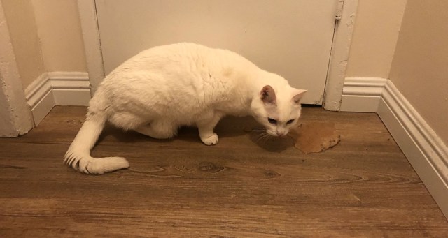 Cat Only Roommate Helping Clean Up Last Week’s Vomit