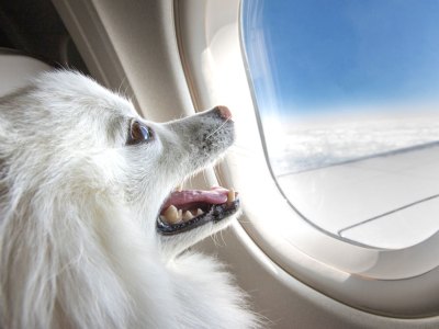 dog, plane, airport, scary, high