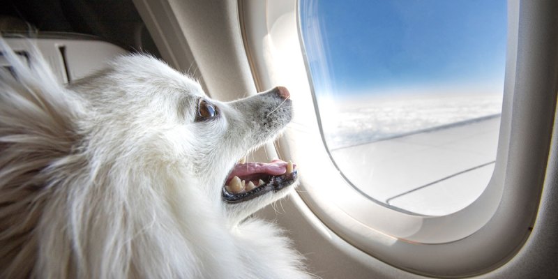 dog, plane, airport, scary, high