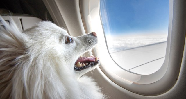 Emotional Support Dog Also Fucking Terrified of Flying