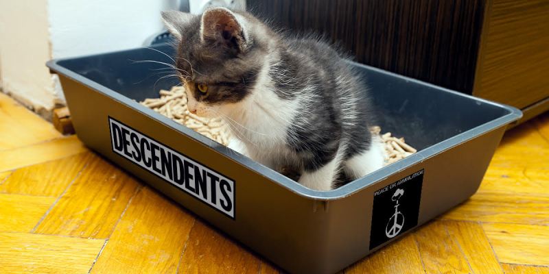 litter box, cat, toilet